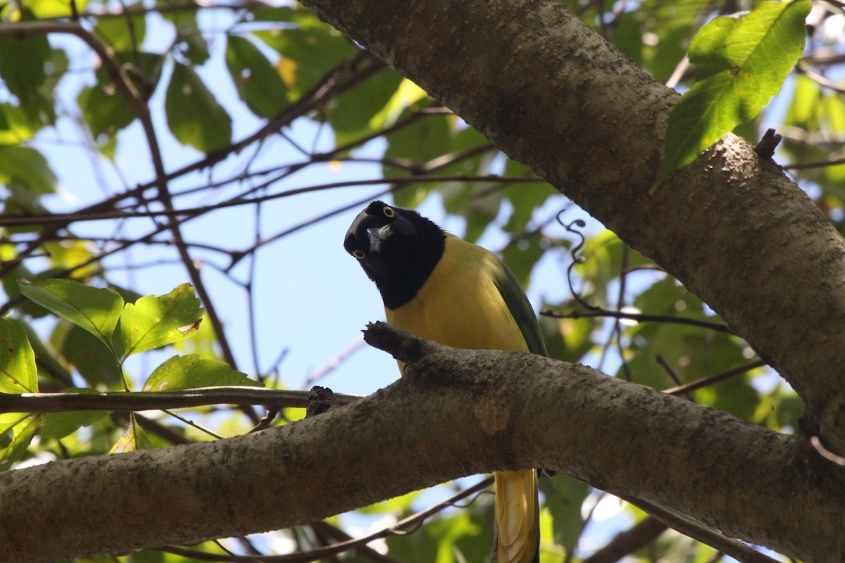 Green Jay - ML515905271