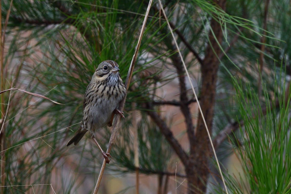 Lincoln's Sparrow - ML515905521