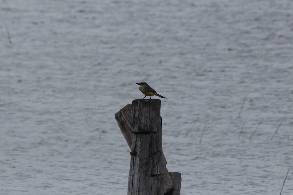 Tropical Kingbird - ML515905691