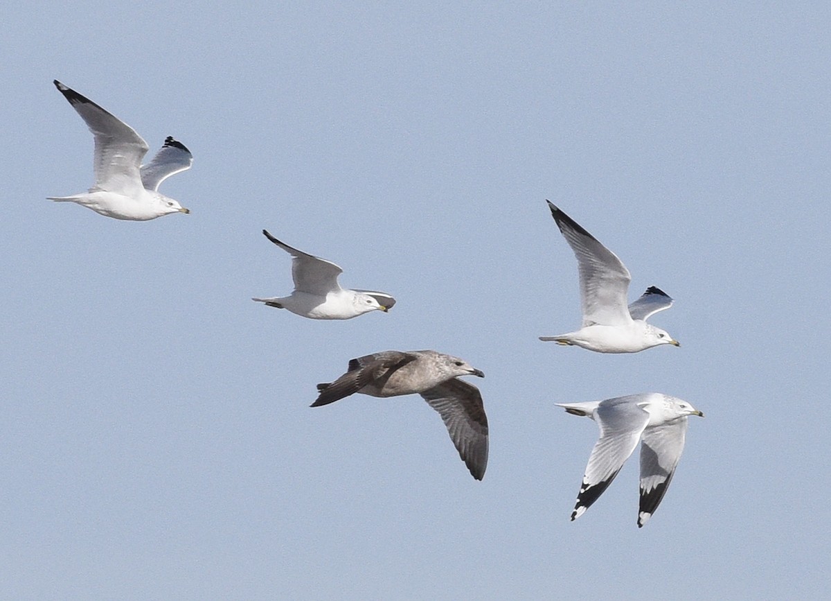 Gaviota Sombría - ML515907051