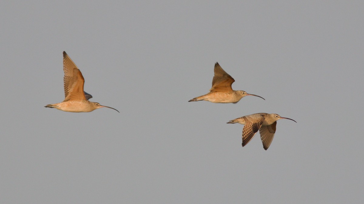 Long-billed Curlew - ML515910041