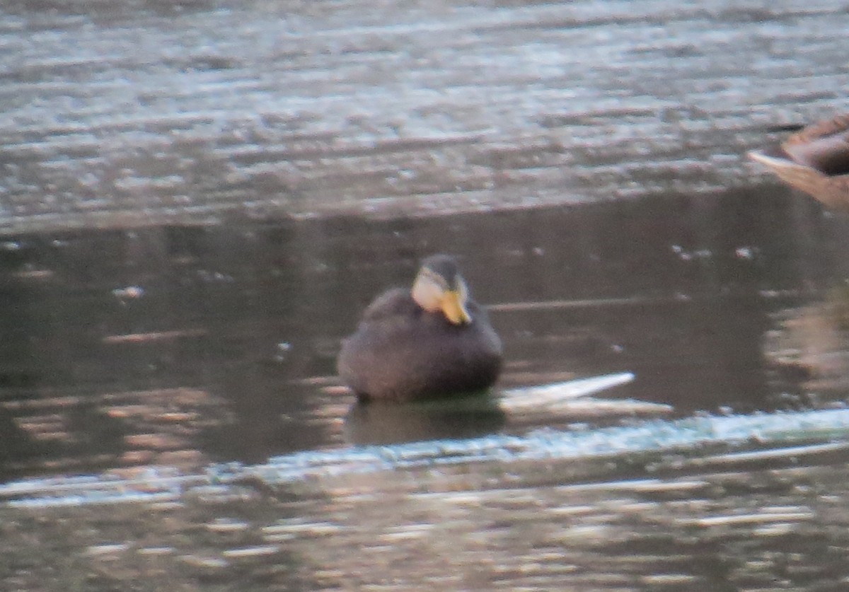 American Black Duck - ML515911981