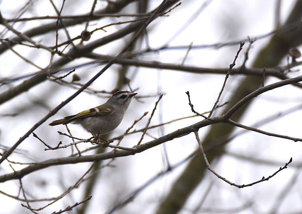 Golden-crowned Kinglet - ML51591231