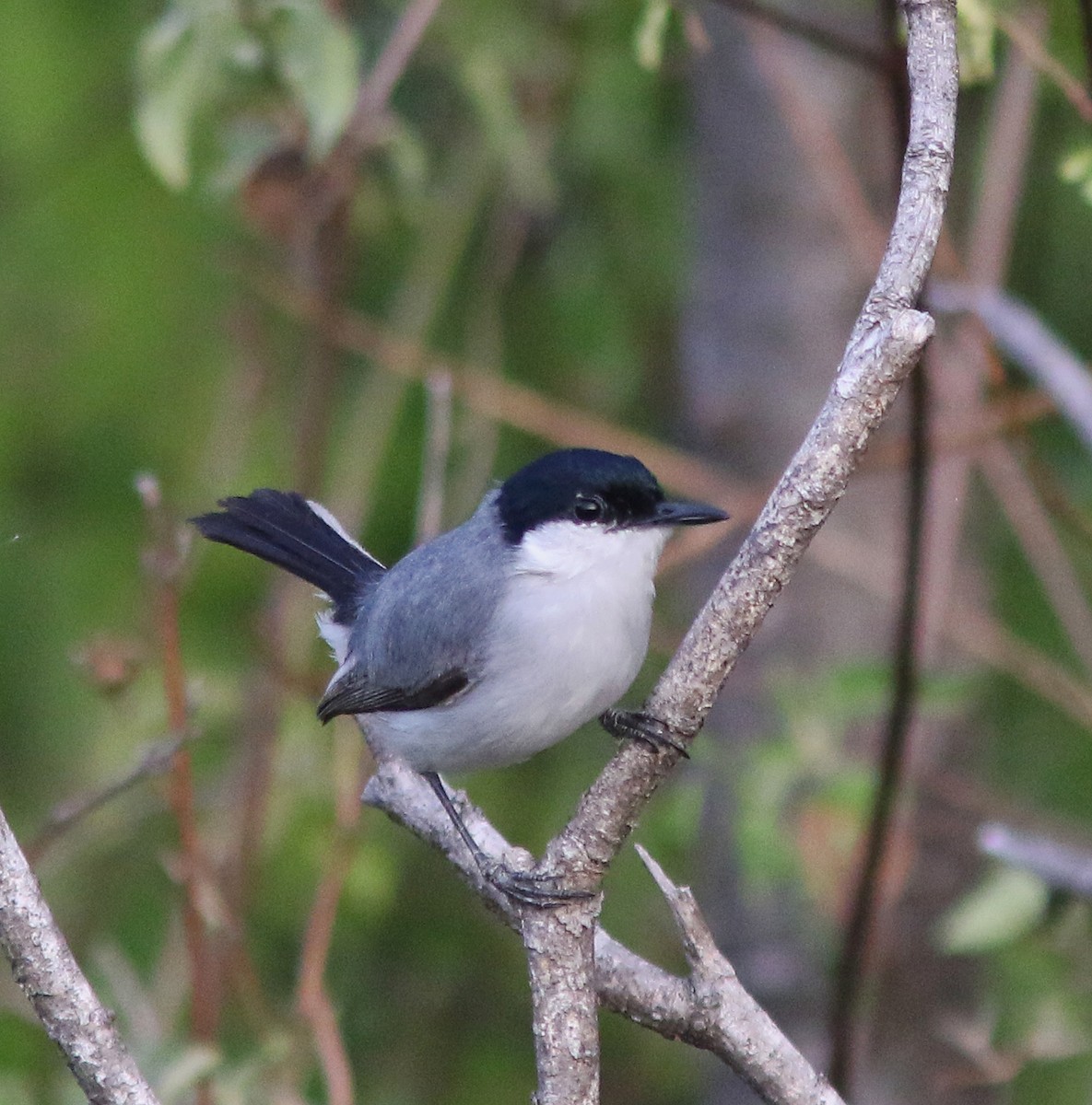 White-lored Gnatcatcher - ML515913191