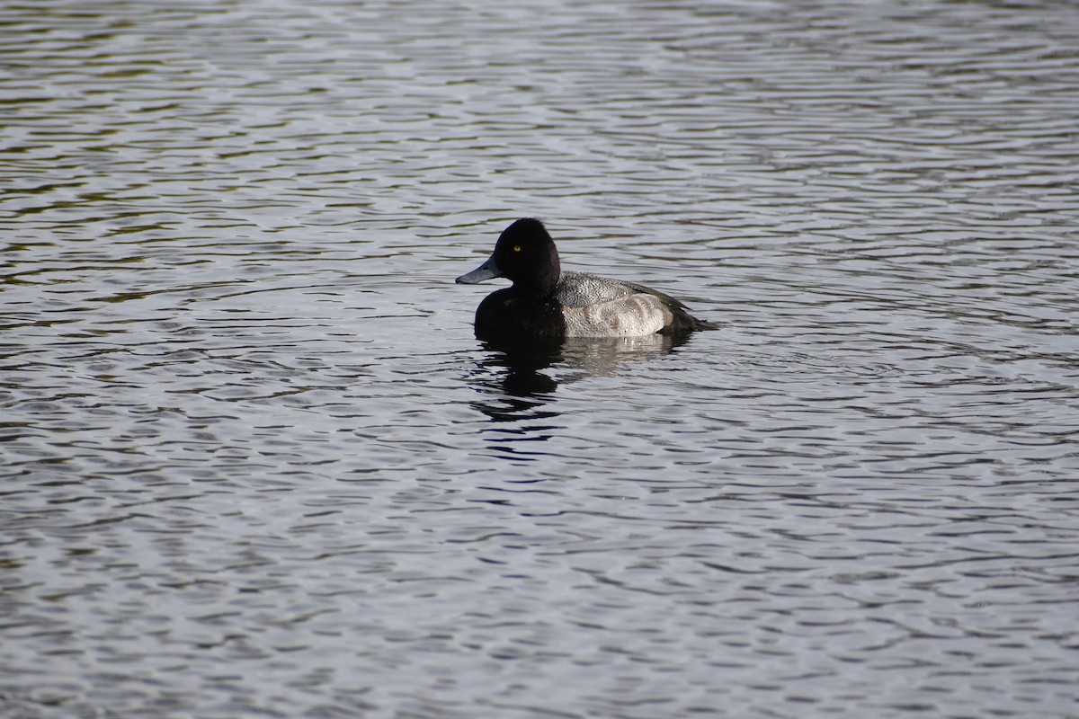 Lesser Scaup - ML515915541