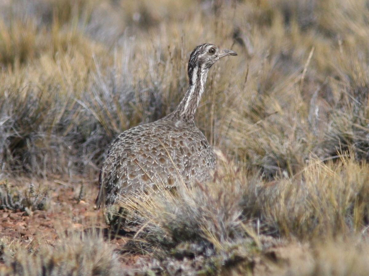 Patagonian Tinamou - Markus Deutsch