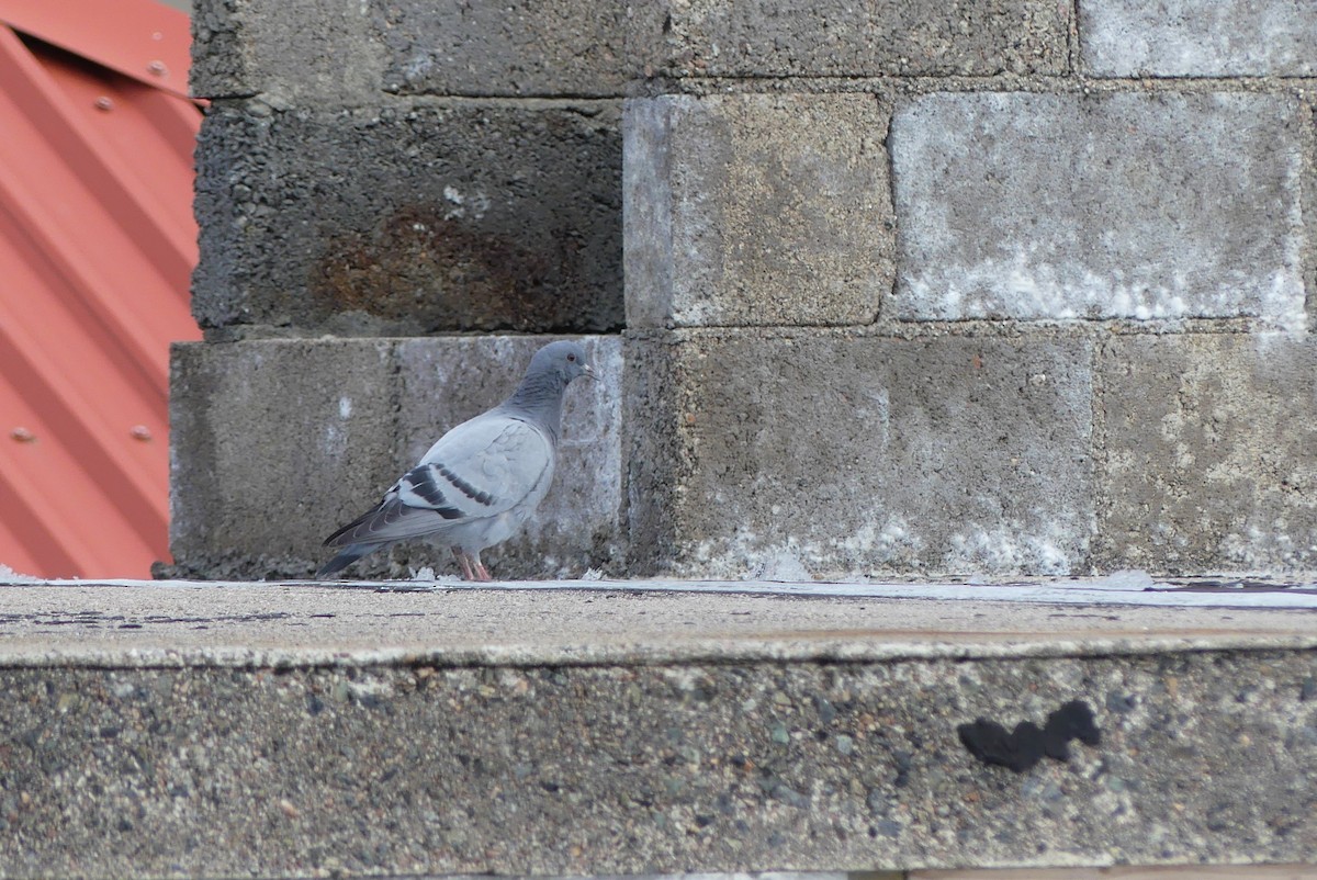 Rock Pigeon (Wild type) - ML515916681