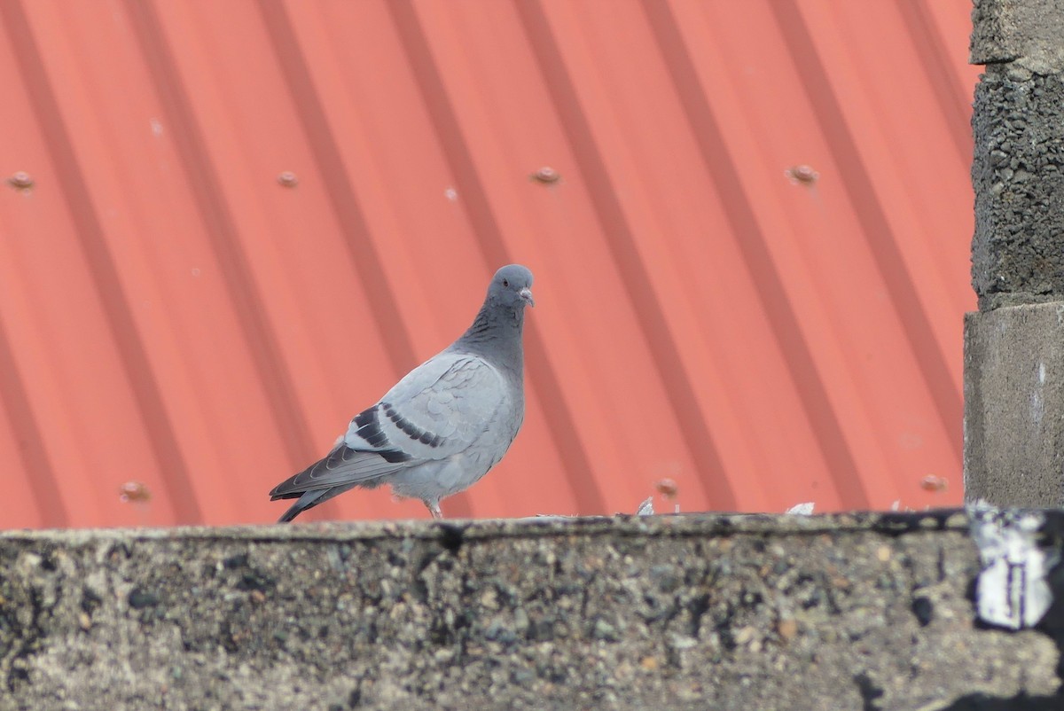 Rock Pigeon (Wild type) - ML515916691