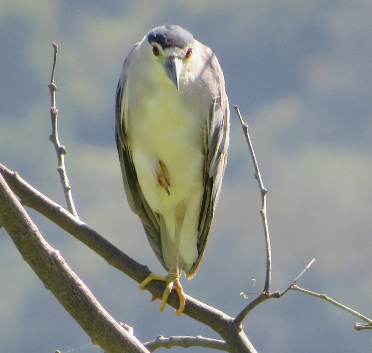 Black-crowned Night Heron - ML515917221