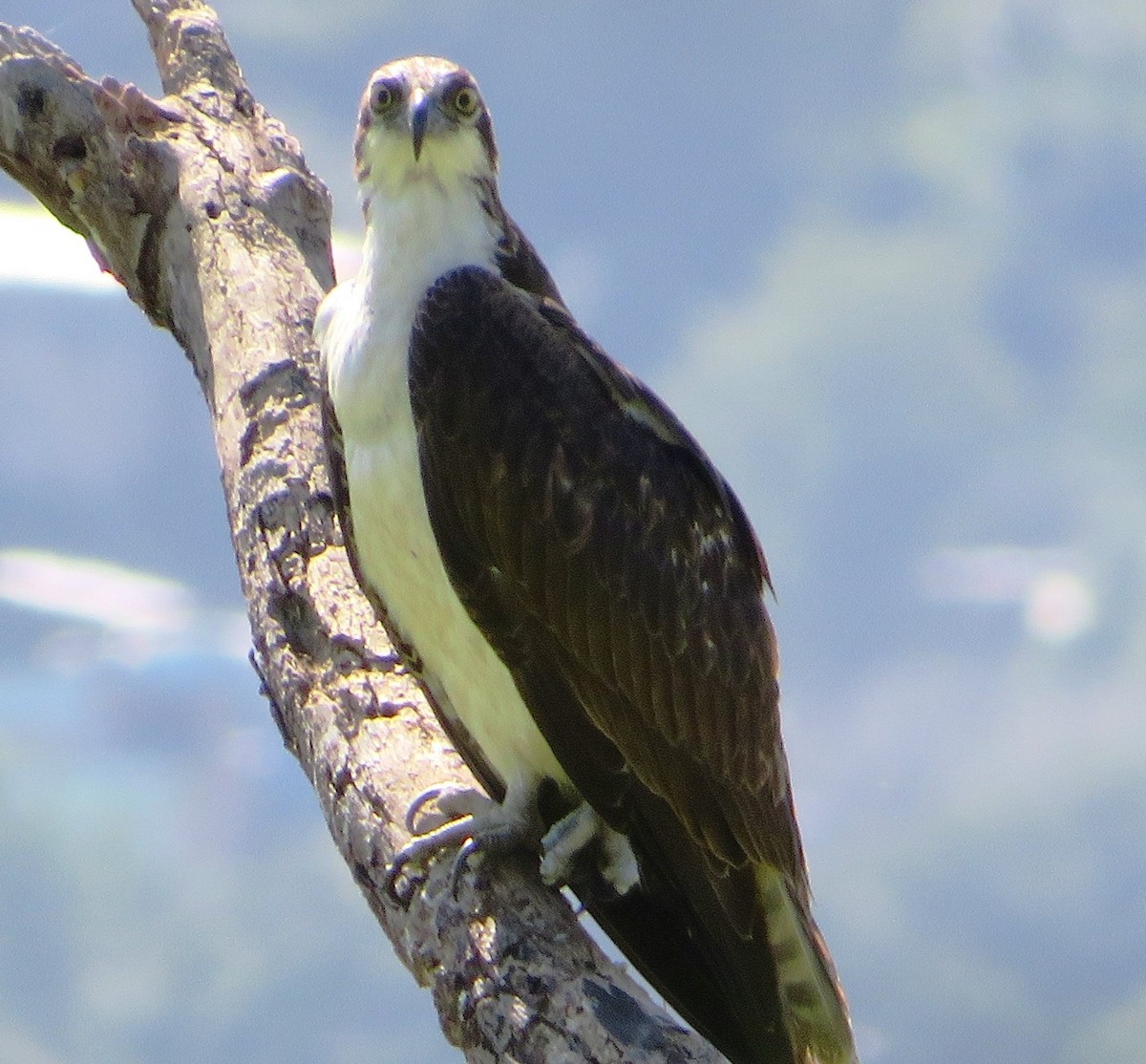 Osprey - Alfredo Correa