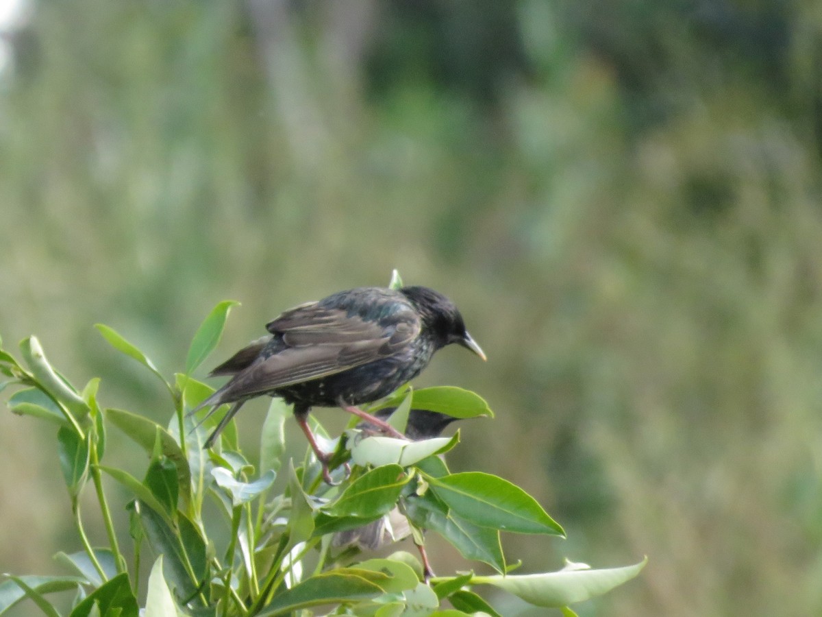 European Starling - ML515918831