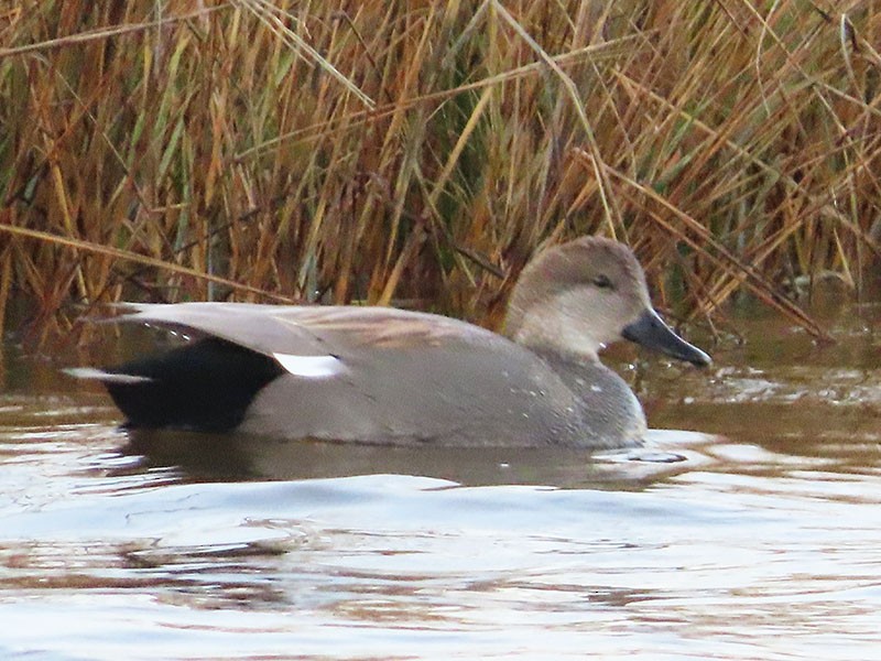 Gadwall - ML515918941