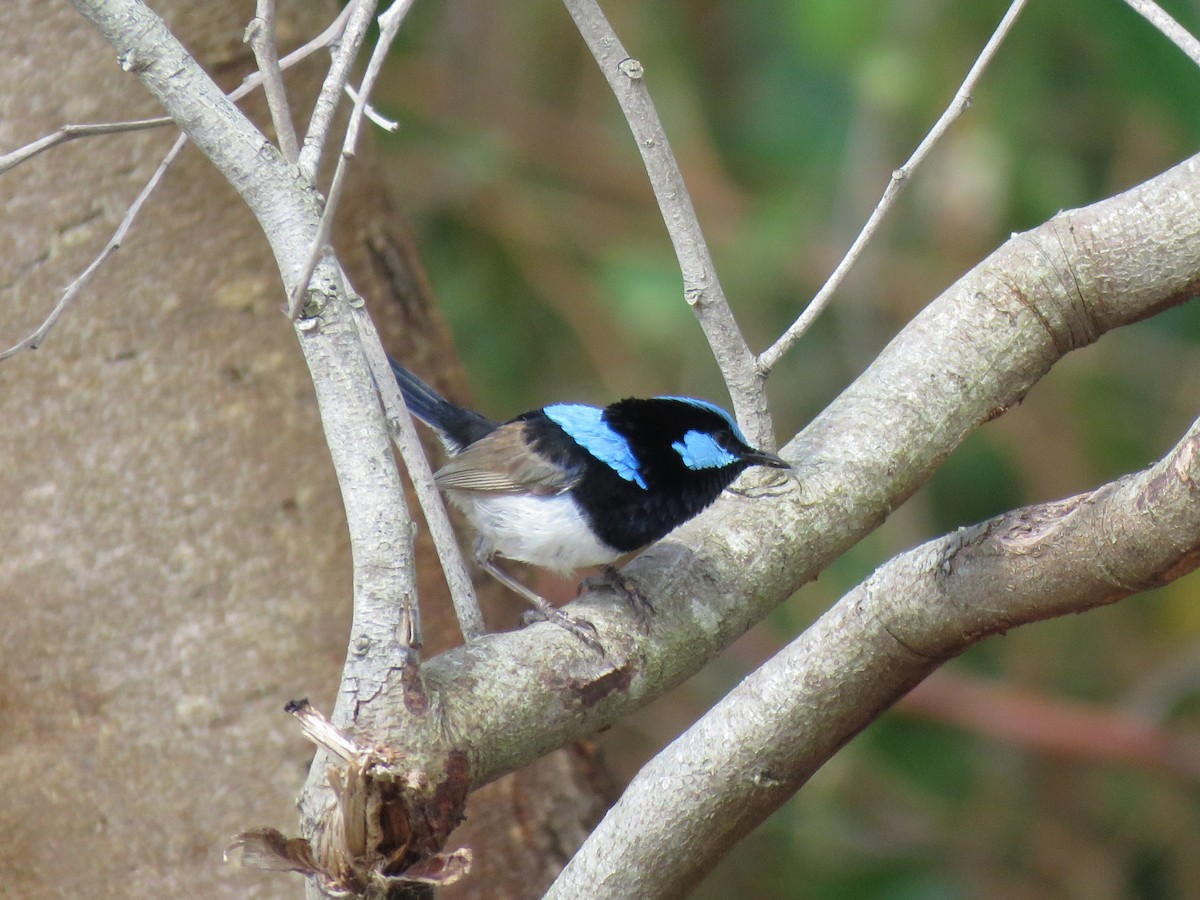 Superb Fairywren - ML515919281