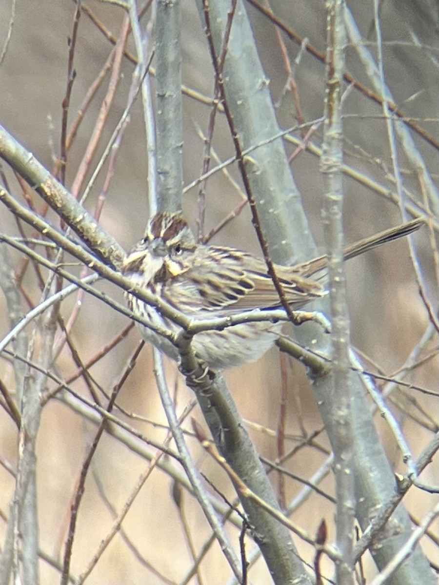 Song Sparrow - ML515919401