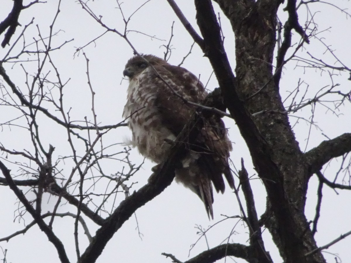 Red-tailed Hawk - ML515920761