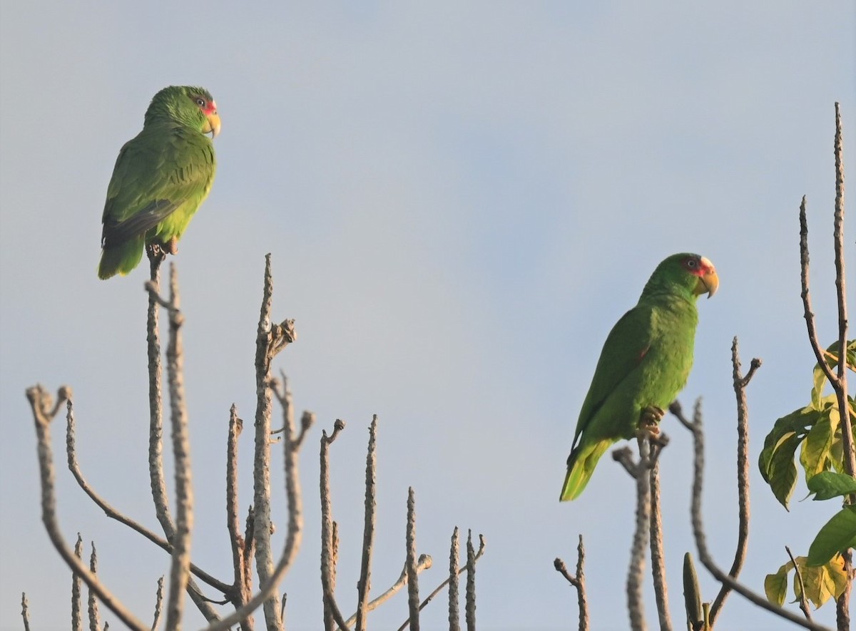 White-fronted Parrot - ML515921471