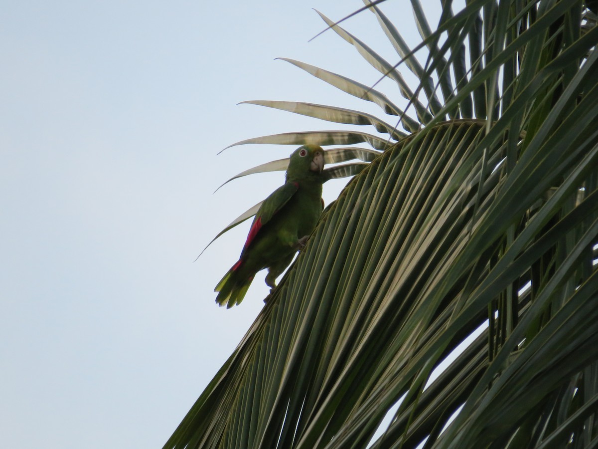Yellow-crowned Parrot - ML51592301