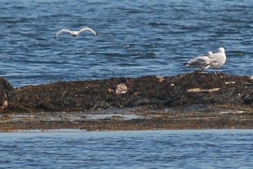 American Oystercatcher - ML515923161