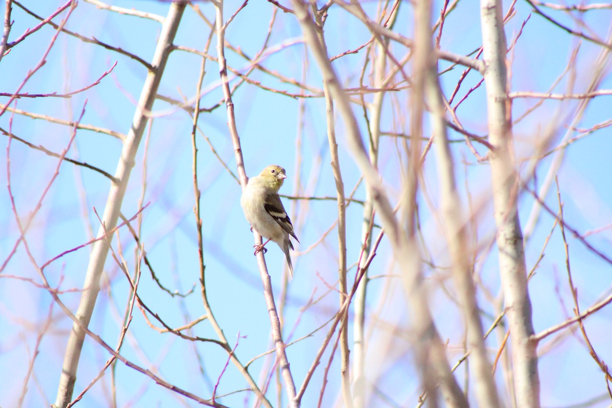 American Goldfinch - ML51592361