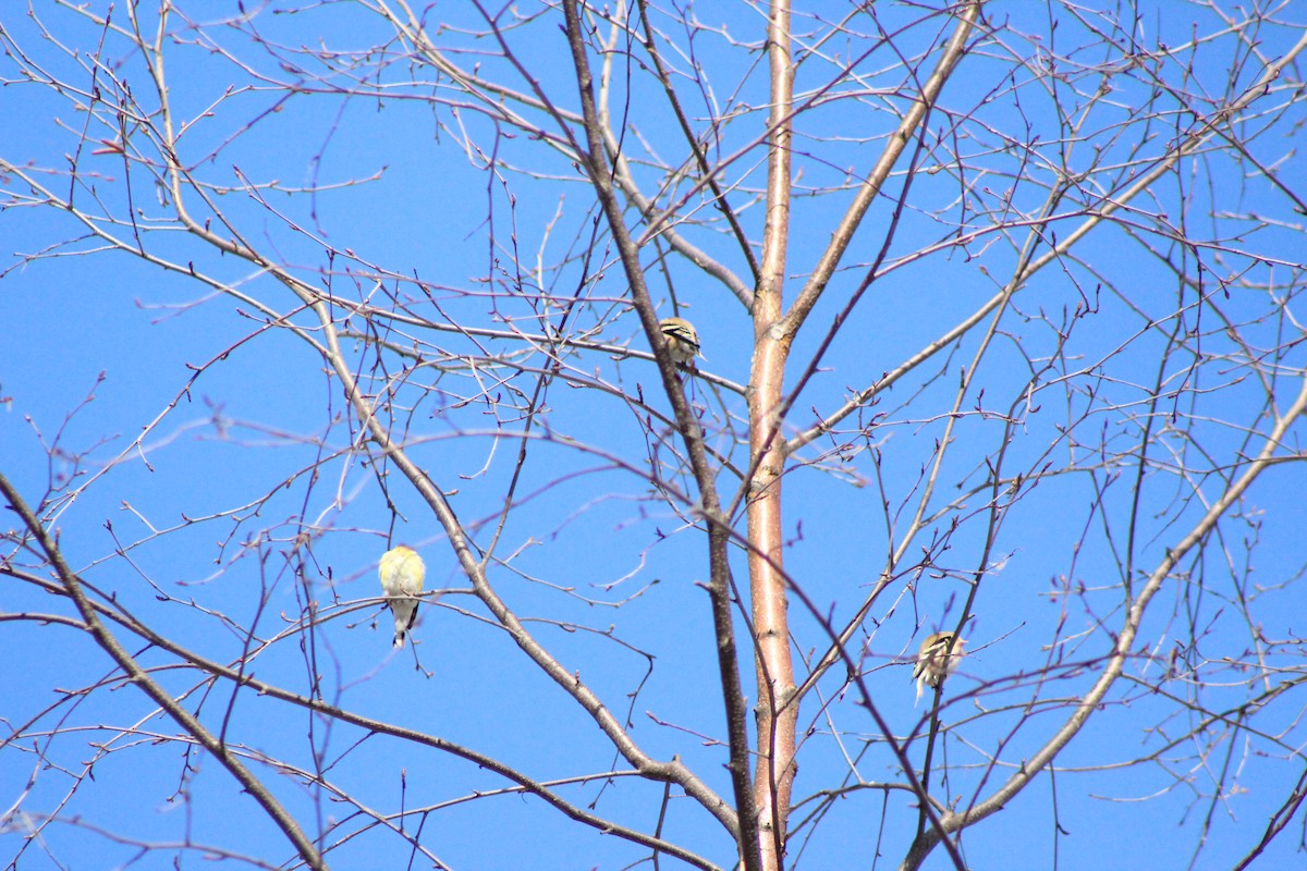 American Goldfinch - ML51592371