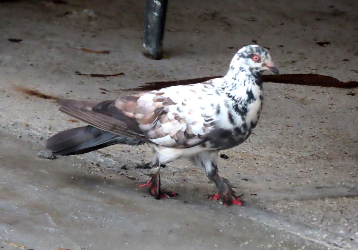 Сизый голубь (Одомашненного типа) - ML515924051