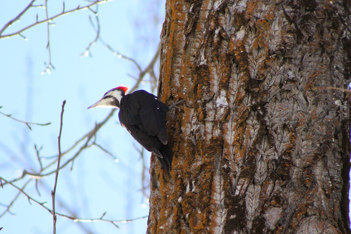 Pileated Woodpecker - ML51592421