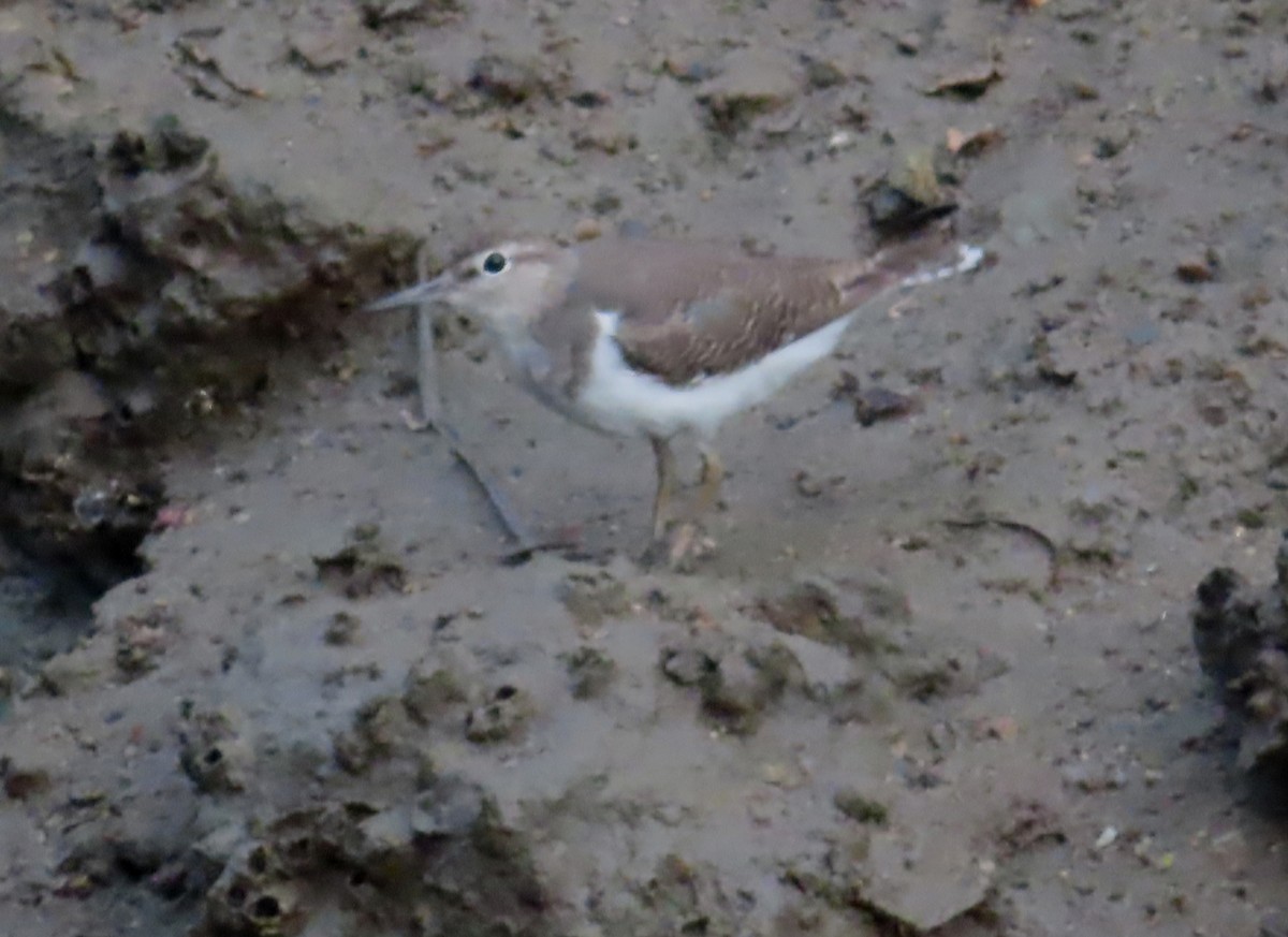 Common Sandpiper - ML515924301