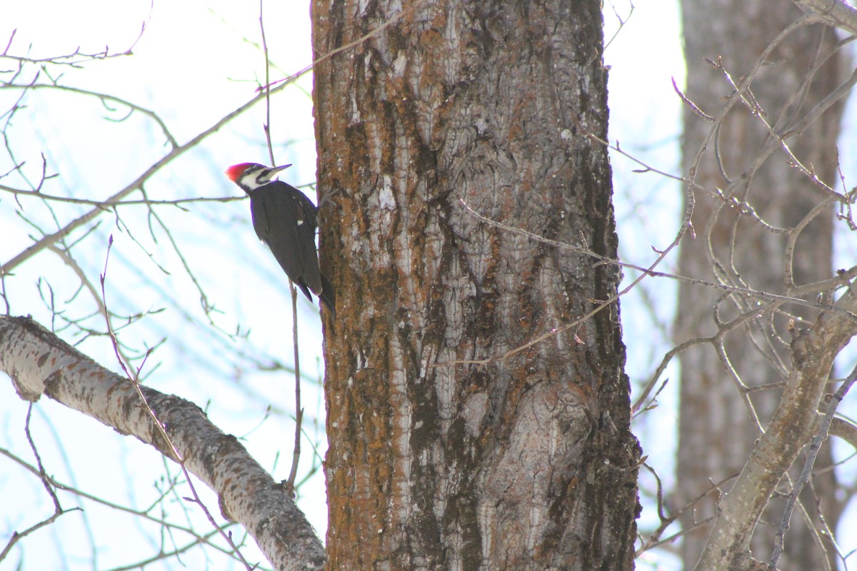 Pileated Woodpecker - Julia  Hasenauer