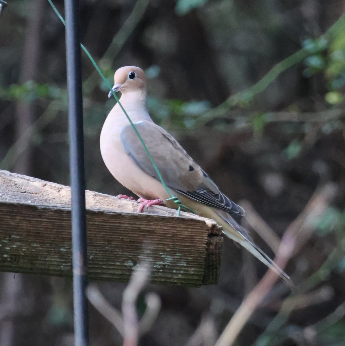 Mourning Dove - ML515924561