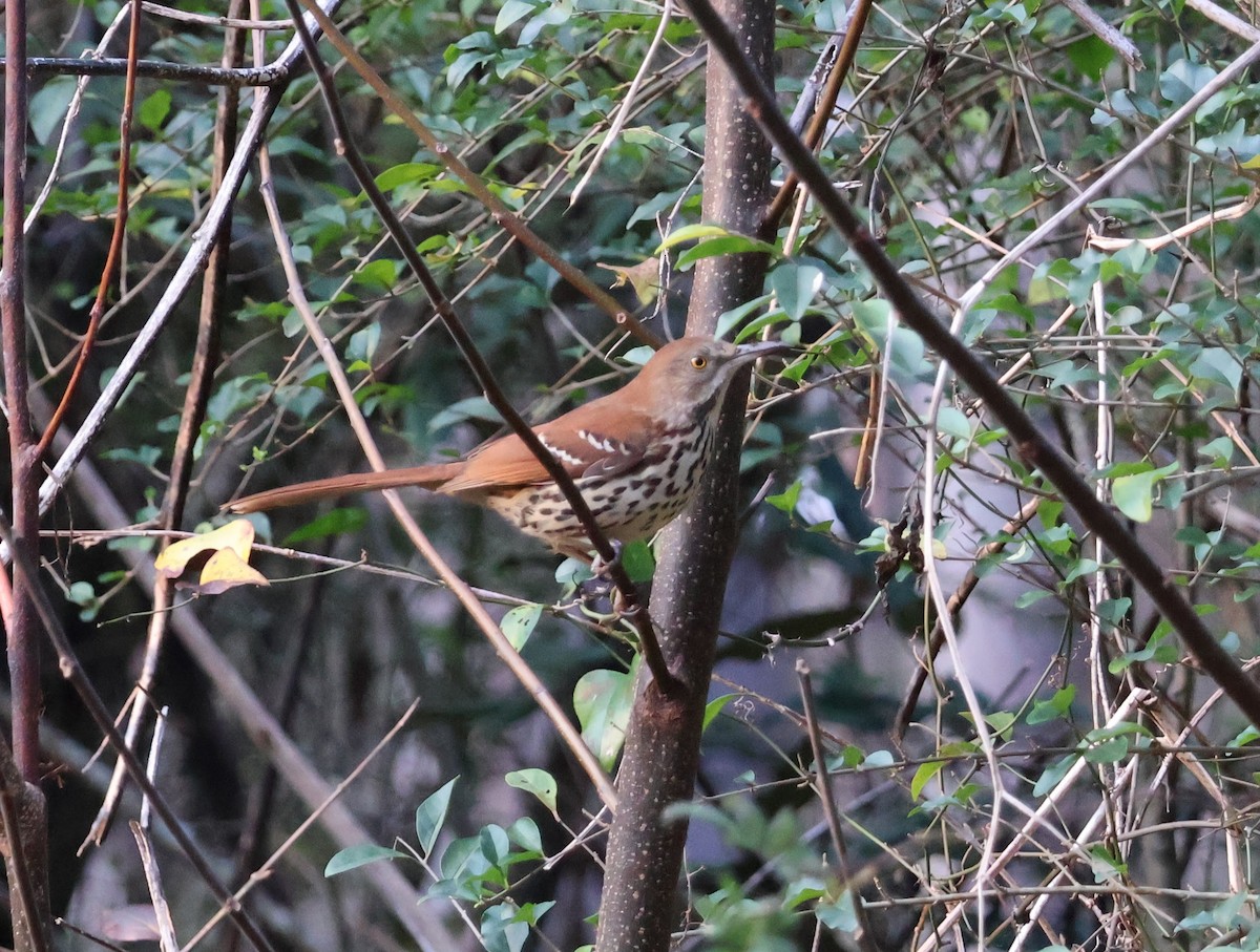 Brown Thrasher - Wes Hatch