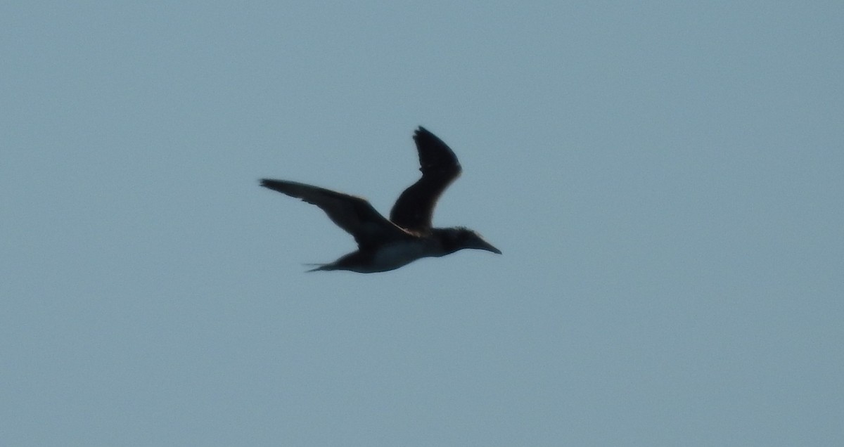 Northern Gannet - ML51592481