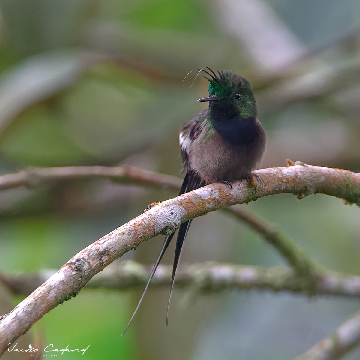 Wire-crested Thorntail - ML515924921