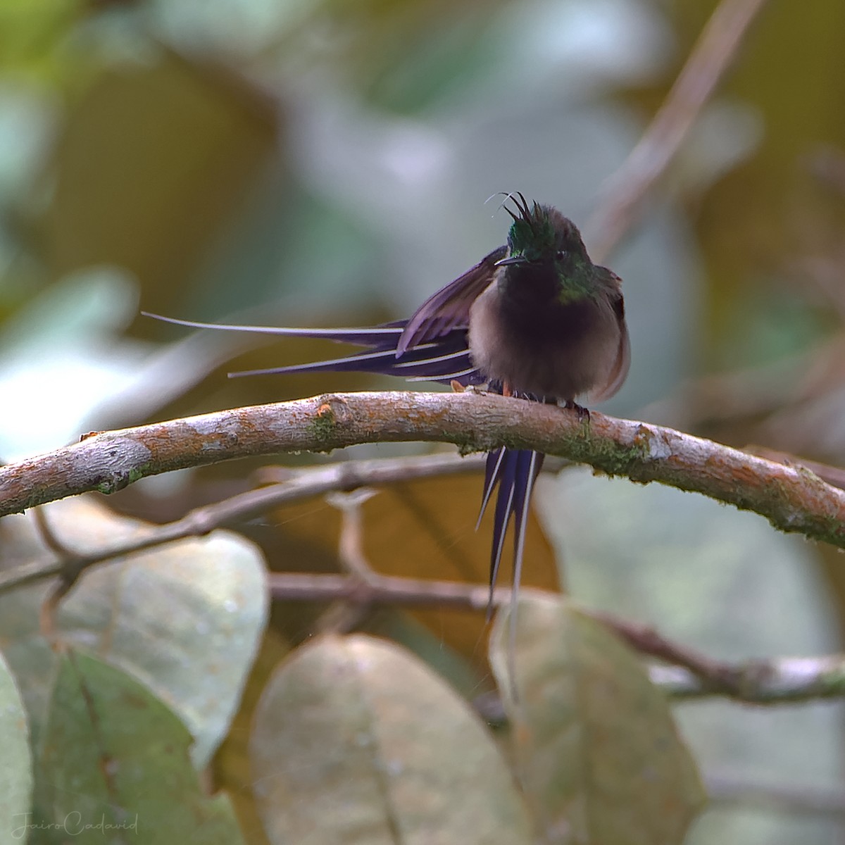 Wire-crested Thorntail - ML515924931