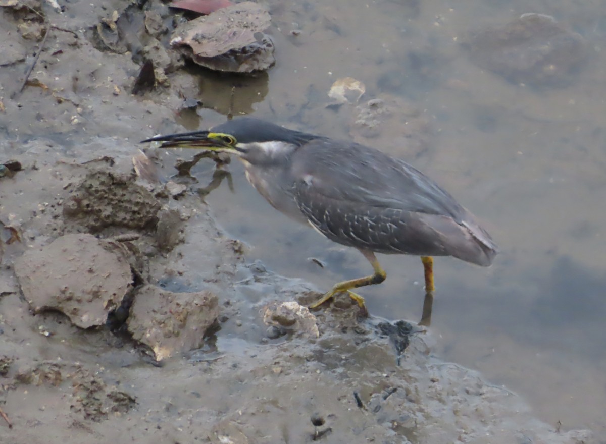 Striated Heron - ML515925021