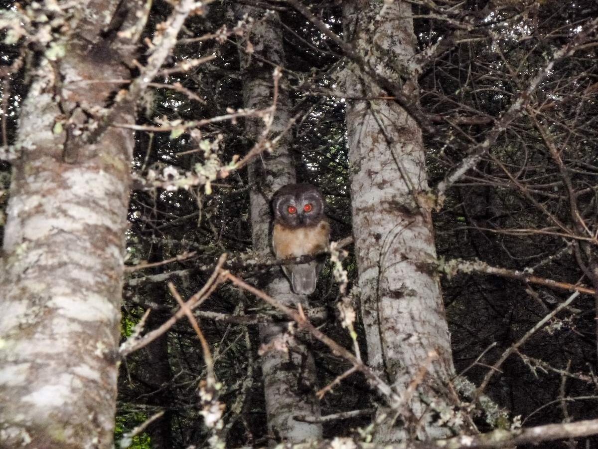 Northern Saw-whet Owl - Joshua Stacy