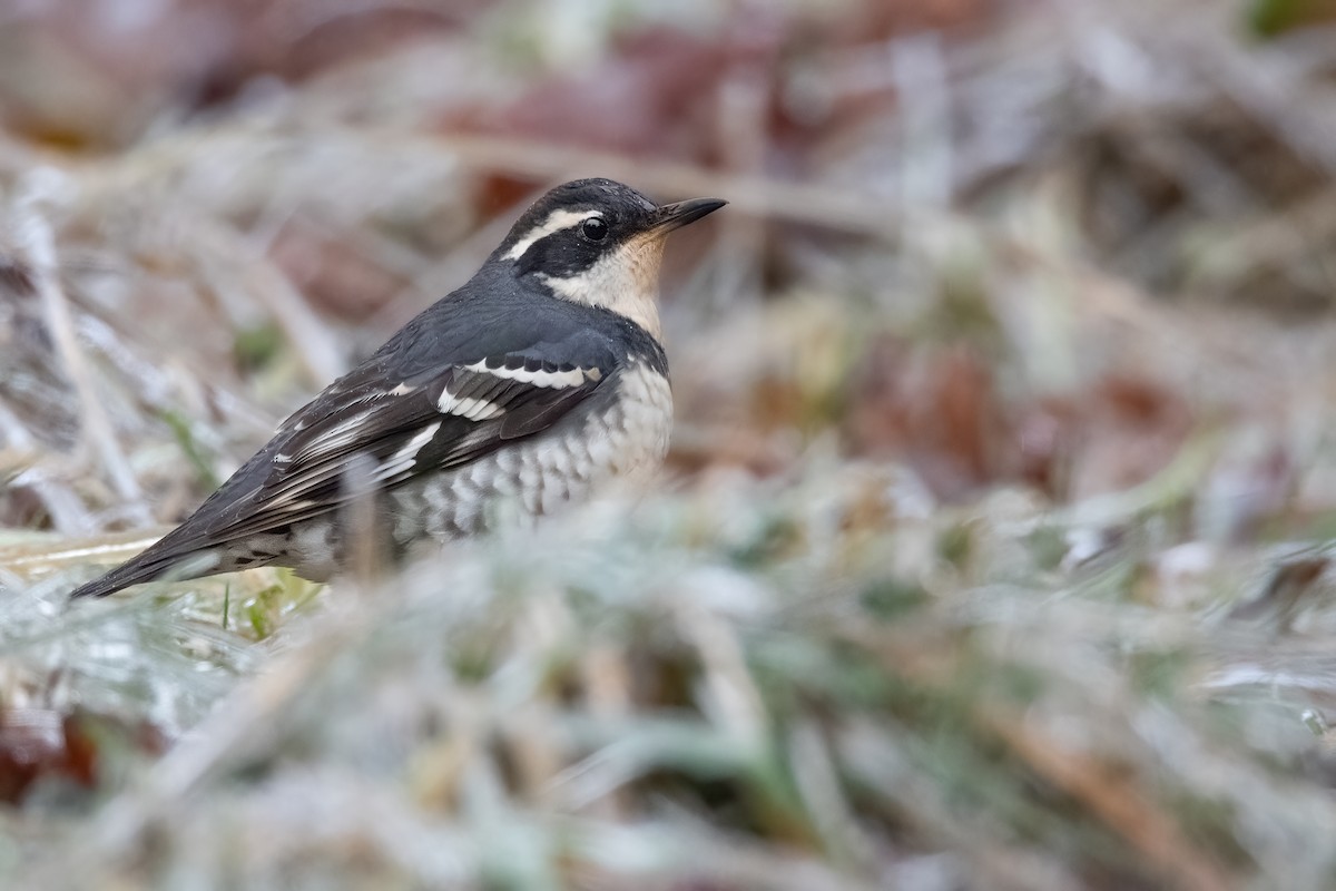 Varied Thrush - ML515928441