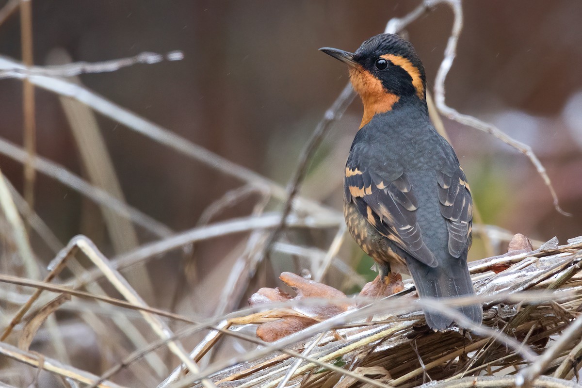 Varied Thrush - ML515928461