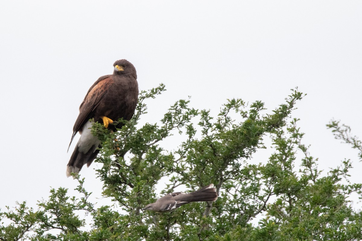 Harris's Hawk - ML515928511