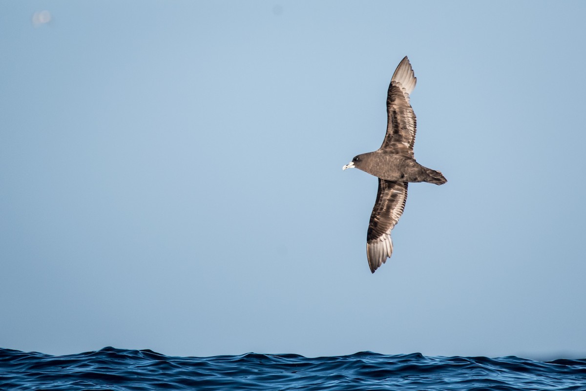 White-chinned Petrel - ML51592871