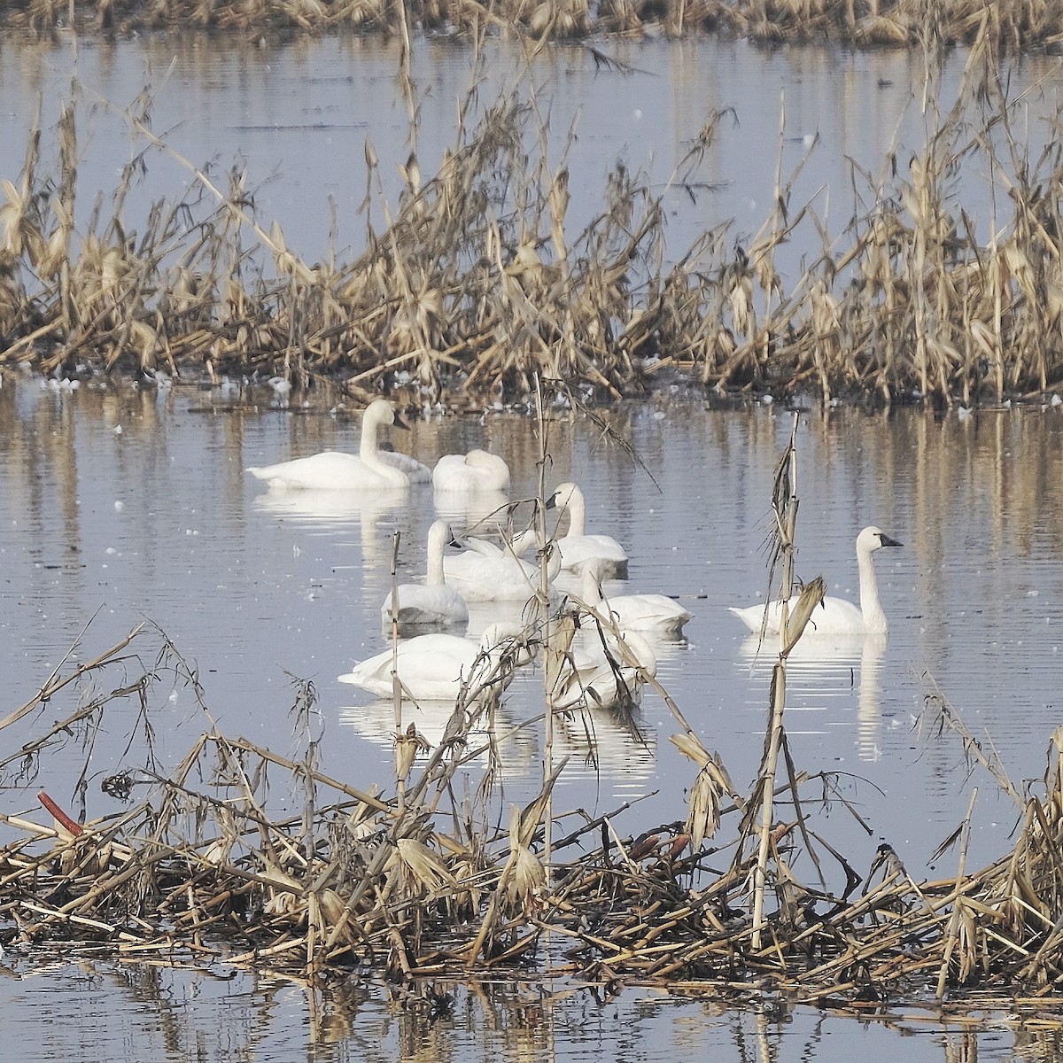 Tundra Swan - ML515929181