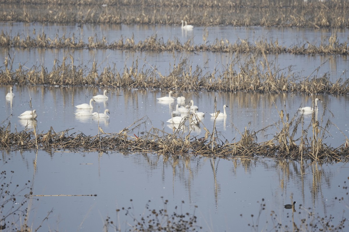 Tundra Swan - ML515929191