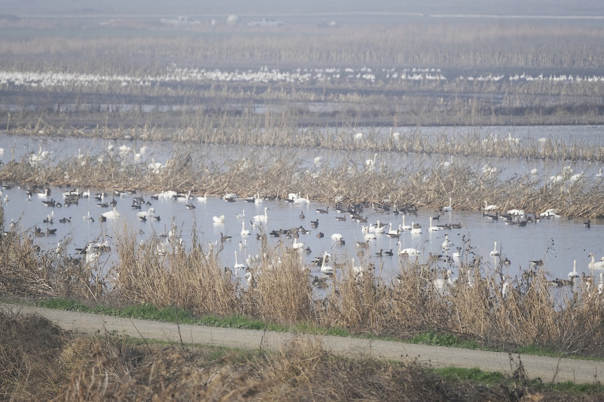 Tundra Swan - ML515929201