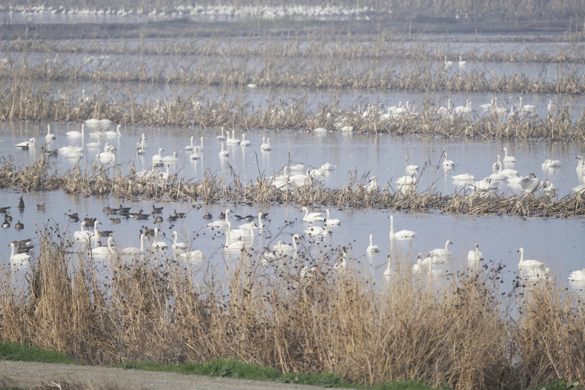 Tundra Swan - ML515929211