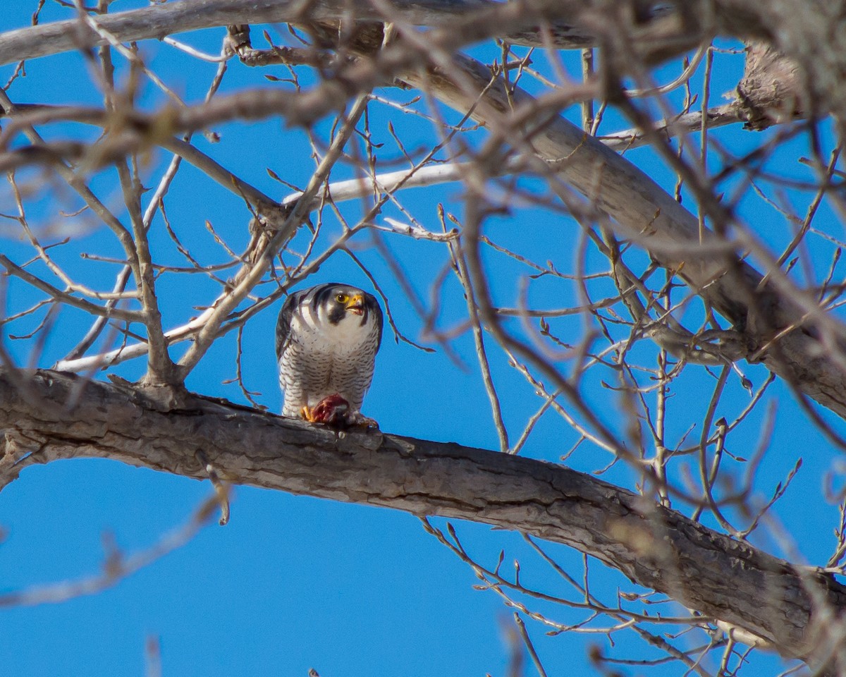 Peregrine Falcon - ML51592931