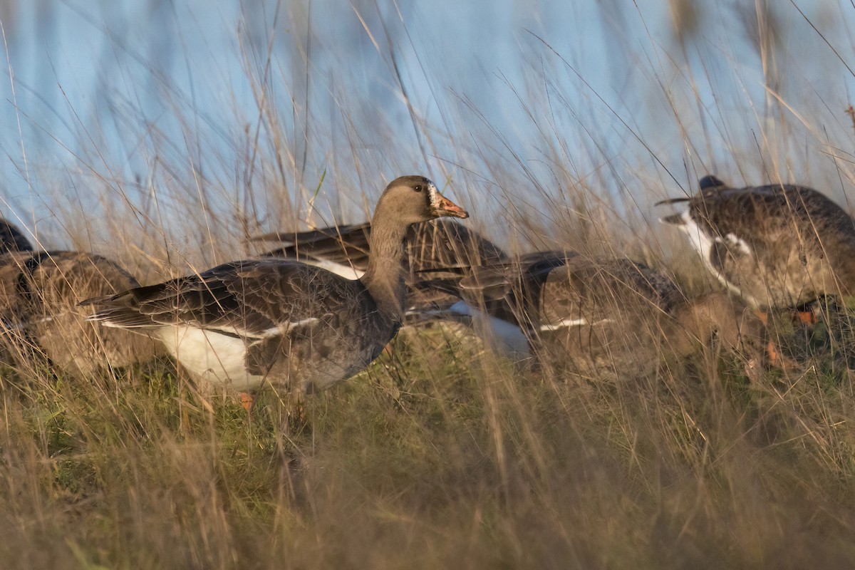 Greater White-fronted Goose - ML515930401