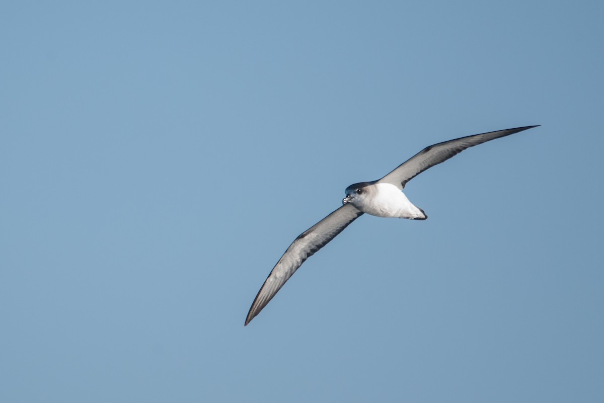 Petrel de las Juan Fernández - ML51593241