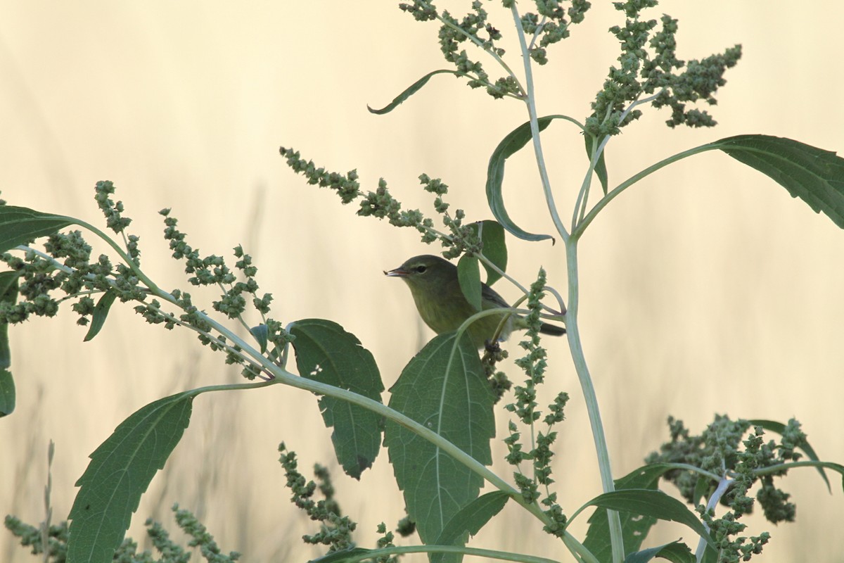 Orange-crowned Warbler - ML515934391