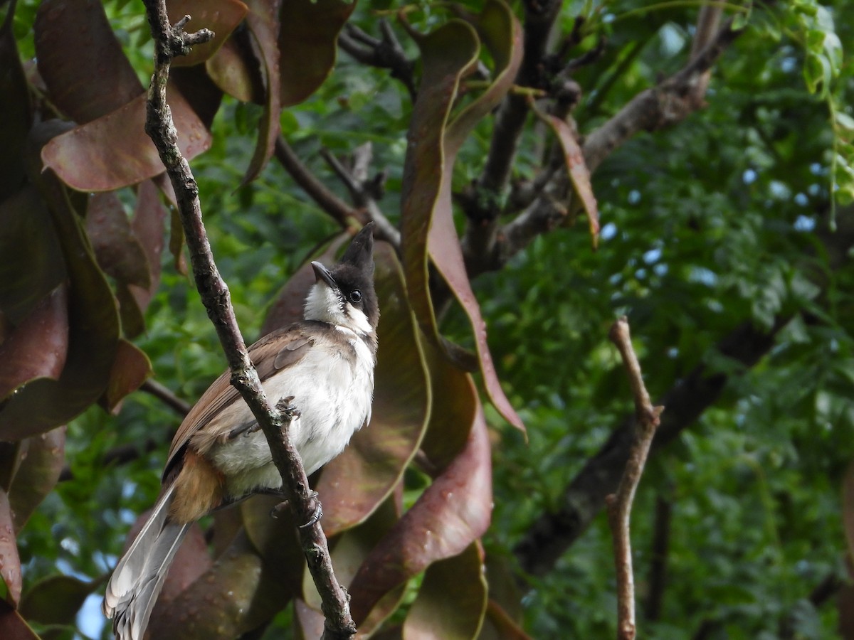 Red-whiskered Bulbul - Rodney Macready