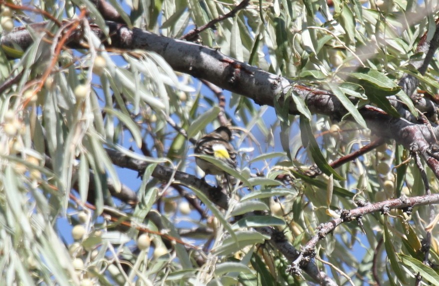 Yellow-rumped Warbler - ML515934611