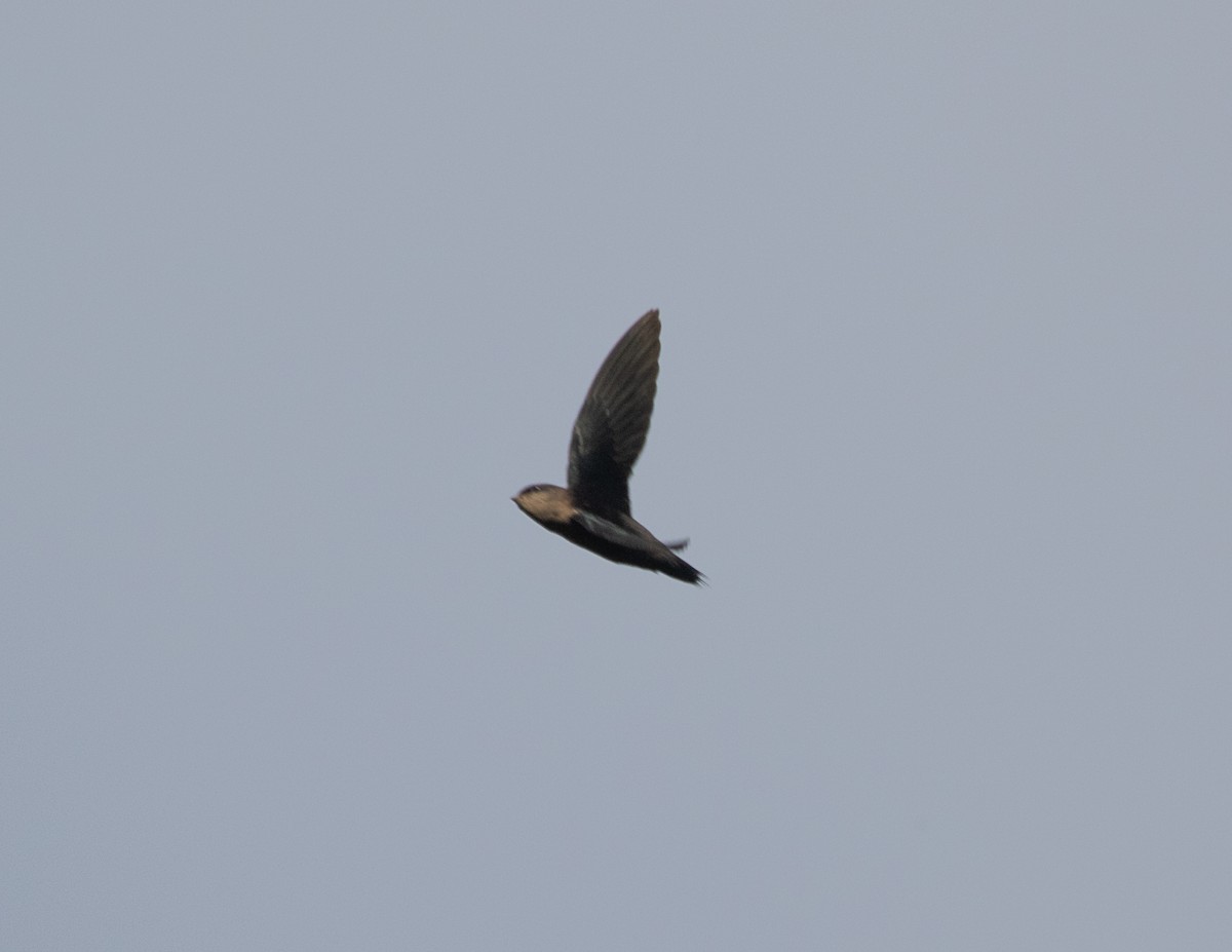 Gray-rumped Swift (Ash-rumped) - Silvia Faustino Linhares